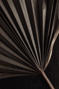 Kaboompics - Fan-Shaped Dried Palm Frond in Dramatic Shadow, Dark Botanical Texture Close-Up