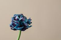 Kaboompics - Blue Dried Flower Portrait On Beige Background
