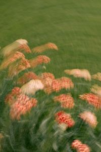 Kaboompics - Peach and Coral Flower Clusters in Motion Blur