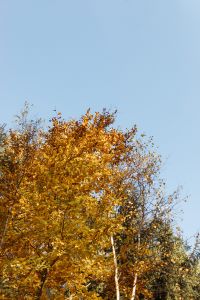 Kaboompics - Golden Autumn Treetops Against a Clear Blue Sky