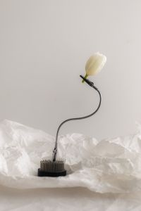 Kaboompics - White Tulip in a Black Holder with Curved Wire