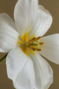 Kaboompics - White Flower Macro with Visible Stamens