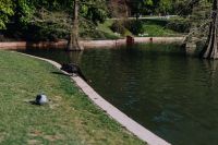 Kaboompics - The black swan and pigeon