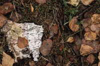 Kaboompics - White Birch Bark on a Bed of Fallen Leaves