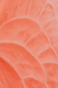 Kaboompics - Soft Pink Anthurium Petal Veins in Focus, Abstract Tropical Flower Texture Background