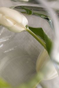 Kaboompics - Close-Up of White Flowers and Green Leaves in Water