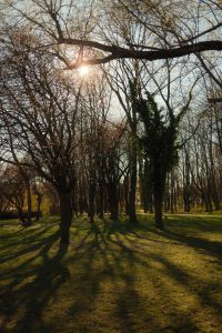 Kaboompics - Low Spring Sun over a Quiet Park Path