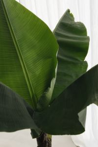 Kaboompics - Banana Green Leaf Backgrounds