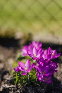 Kaboompics - Purple crocuses blooming in spring