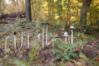 Kaboompics - Cluster of Tall Wild Mushrooms on an Autumn Forest Floor