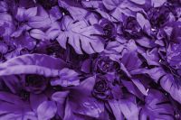 Kaboompics - Close-Up of Ultra Violet Roses and Tropical Leaves