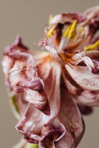 Kaboompics - Macro Dried Pink Flower Petals And Stamens