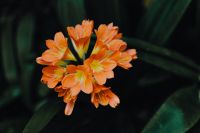 Kaboompics - Tropical Flower Bloom Framed by Green Leaves