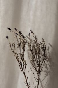 Kaboompics - Dried Lavender Stems with Shadows on a Greige Wall