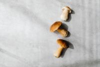 Kaboompics - Small Group of Boletus Mushrooms With Natural Shadows