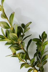 Kaboompics - Buxus - Boxtree - Boxwood