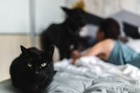 Kaboompics - Black Cat on a Bed with a Woman Relaxing in the Soft-Focus Background