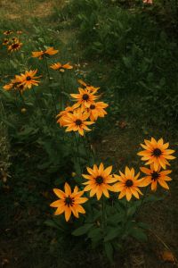 Kaboompics - Orange Flower Close-Up in Nature