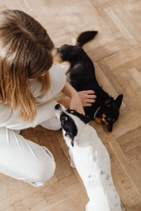 Kaboompics - Overhead View of Woman with Two Small Dogs