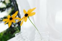 Kaboompics - Two Yellow Flowers in Clear Vases With Outdoor Bokeh
