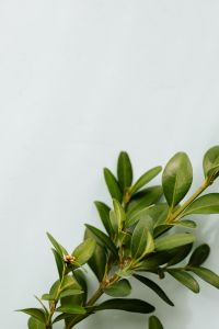 Kaboompics - Buxus - Boxtree - Boxwood