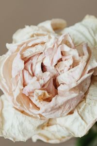 Kaboompics - Macro Dried White Rose Petals