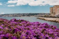 Kaboompics - Sea-Facing Purple Flowers Along the Naples Breakwater