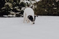 Kaboompics - White-and-Black Dog Bending Down to Sniff Snow in a Winter Garden