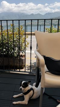 Kaboompics - Small Dog Resting At A Lakeside Cafe With Mountain View