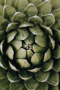 Kaboompics - Close Agave Rosette with Soft-Focus Edges