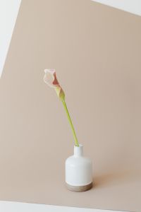 Kaboompics - Neutral Floral Still Life with Anthurium, Calla Lily and Vases
