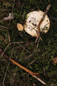 Kaboompics - White Mushroom Growing Among Moss and Pine Needles