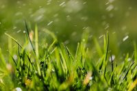 Kaboompics - Fresh Spring Grass After Rain with Bright Streaks, Green Lawn Macro and Soft Nature Bokeh