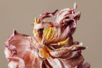 Kaboompics - Dried Flower Petals And Yellow Stamens Close-Up