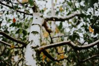 Kaboompics - Birch tree trunk