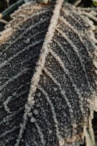 Kaboompics - Extreme Macro of Frost on a Dark Leaf for Winter Texture and Background Design