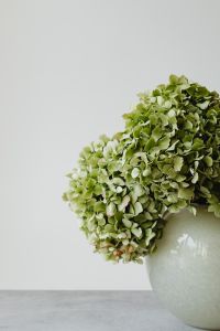 Kaboompics - Green Hydrangea on a Marble Surface