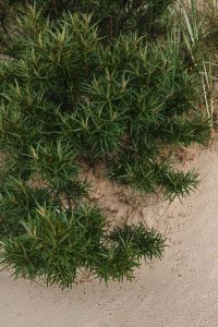 Kaboompics - Green Coastal Shrub Growing in Beach Sand