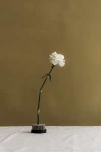 Kaboompics - Small White Flower in Floral Frog