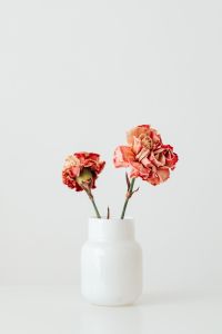 Kaboompics - Colorful carnations flowers - Dianthus caryophyllus