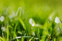 Kaboompics - Bright Dew-Like Highlights on Fresh Grass Blades, Green Lawn Macro Photography