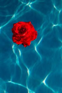 Kaboompics - Fresh garden rose on the blue water of a swimming pool on a warm summer day