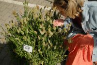 Kaboompics - Woman Choosing Ornamental Grasses at a Flower Market