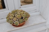 Kaboompics - Terracotta Pot of Cacti on a Mediterranean Window Ledge