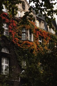 Kaboompics - Ivy Covered Historic Building with Colorful Autumn Leaves