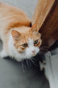 Kaboompics - Close-Up of a Ginger Cat Beside a Wooden Boat