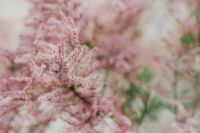 Kaboompics - Tree bloom in early Spring