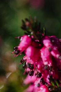 Kaboompics - Pink Heather Bells in Shallow Focus with Soft Green Bokeh, Vertical Floral Background