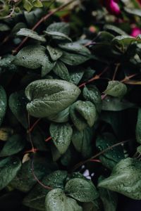 Kaboompics - Green leaves in the garden