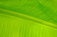 Kaboompics - Tropical Green Leaf Texture with Diagonal Veins
